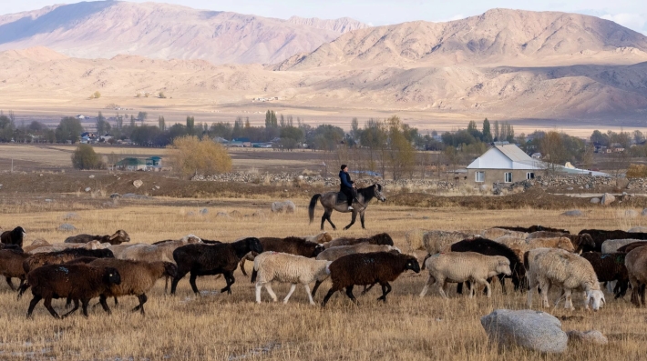 A shepherd and his sheep