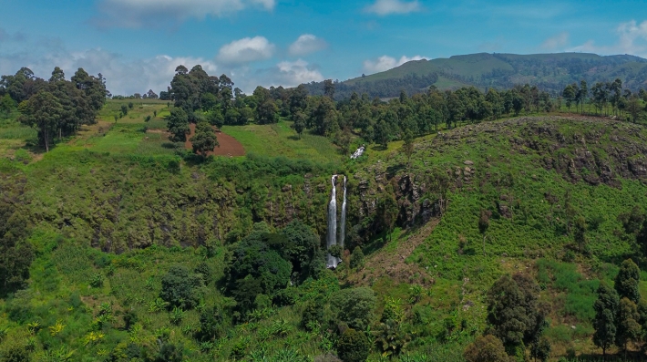 Aerial view of forest