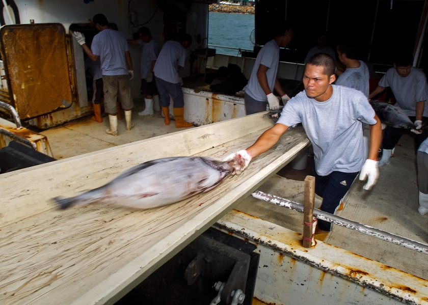 A man throws a large fish onto a table