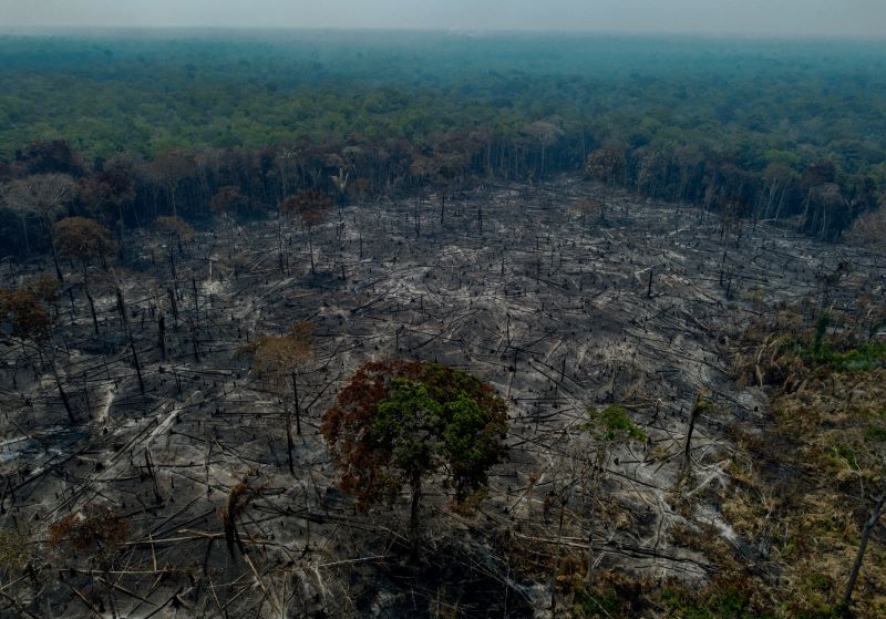 A section of forest sits charred and smoking