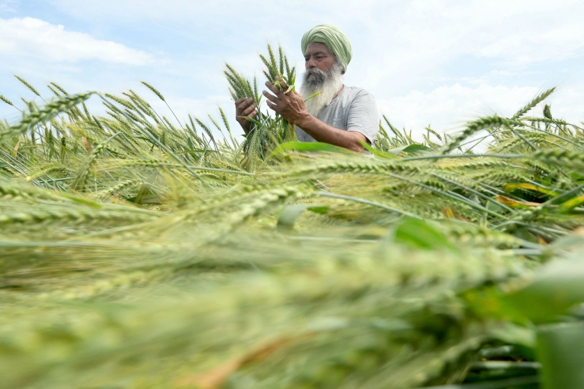 A man in a field husking wheat 