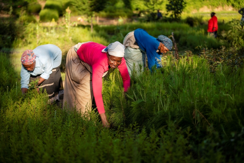 Three women work on a farm 