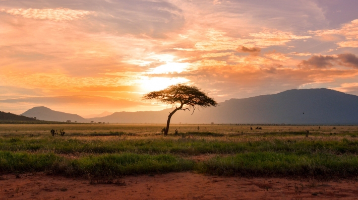 Sunset tree in Kenya