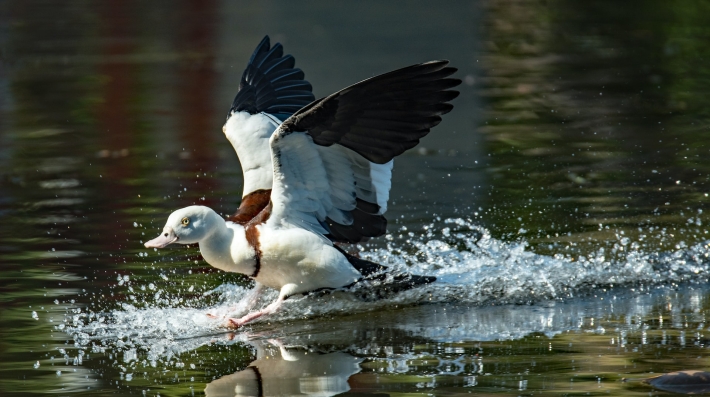 A Radjah Shelduck makes a big splash landing in the water. Freshwater lake, Cairns, Australia. Photo: Unsplash/David Clode