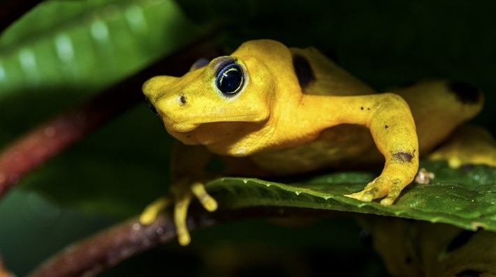 golden frog