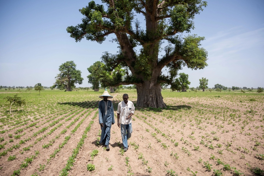 Two people walking in front a tree 