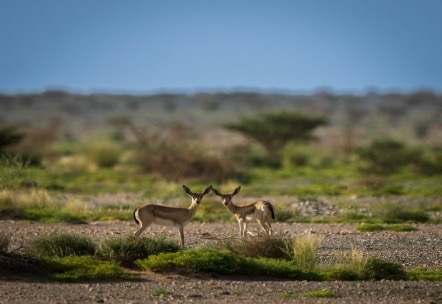 Arabian Gazelle (Gazella arabica), near Taif in the Makkah Province, western Saudi Arabia. Photo: Kingdom of Saudi Arabia