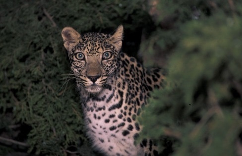 Arabian leopard (Panthera pardus nimr) near Taif in Makkah Province, western Saudi Arabia. Photo: Kingdom of Saudi Arabia