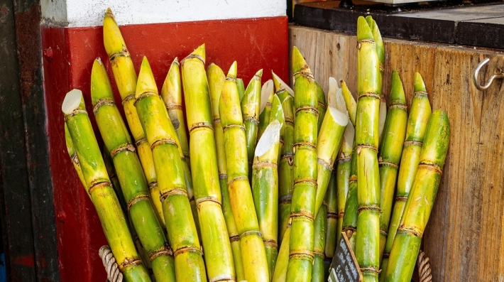 Sugarcane in a basket outside