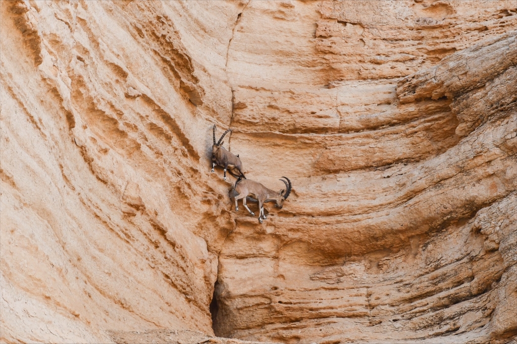 Nubian ibex (Capra nubiana) in Saudi Arabia’s central Riyadh region. Photo: Kingdom of Saudi Arabia