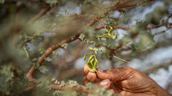 A hand holding seedling